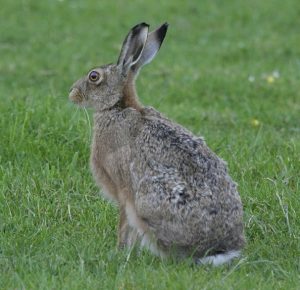 Agrofauna