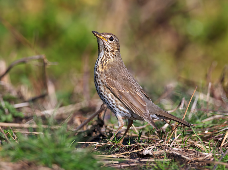 Agrofauna