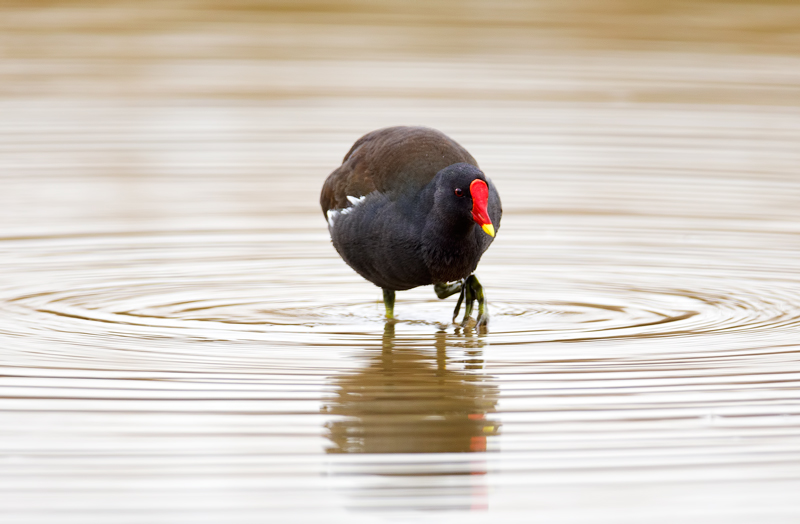 Agrofauna