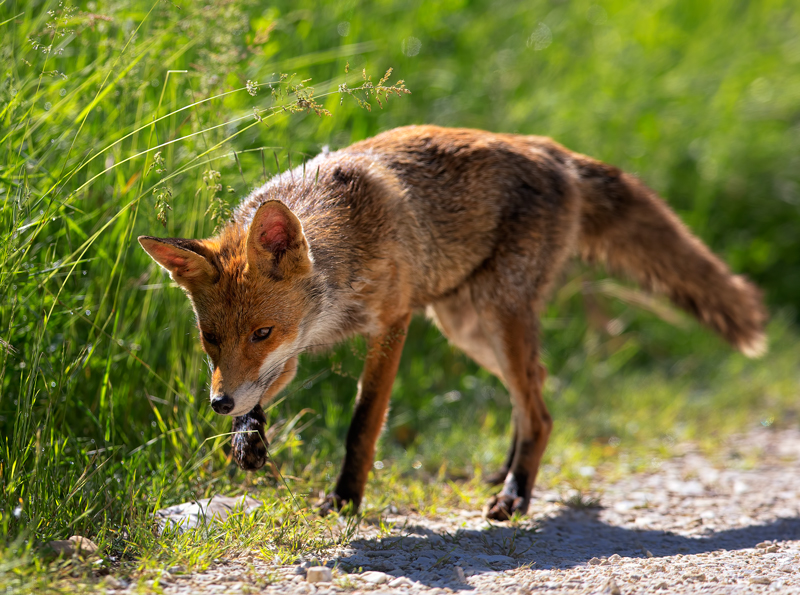 Agrofauna