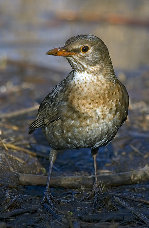 Agrofauna