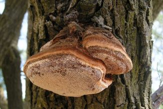 Funghi agenti di carie su alberi in ambito urbano