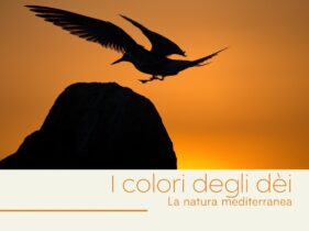 Il colore degli dei – La natura mediterranea