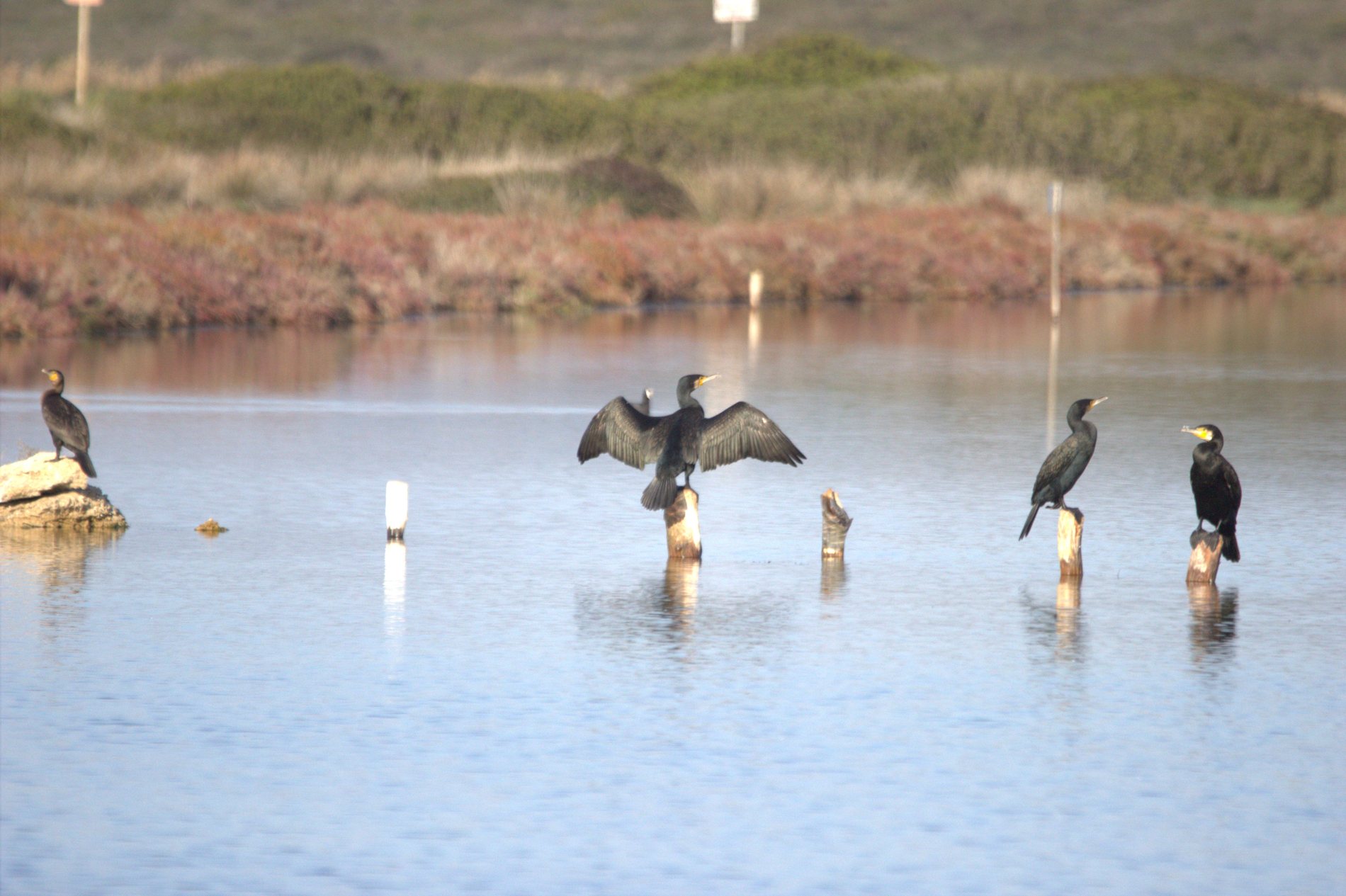 Cormorano fotografato durante il monitoraggio