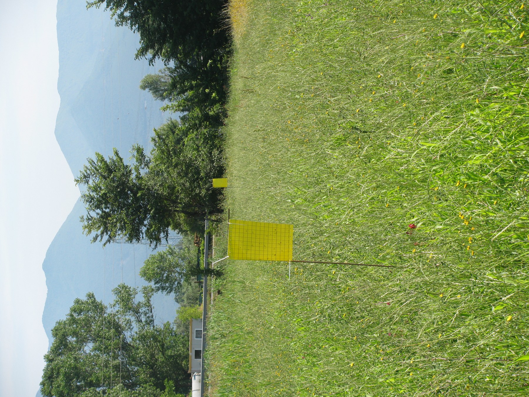 Area di progetto fiori selvatici