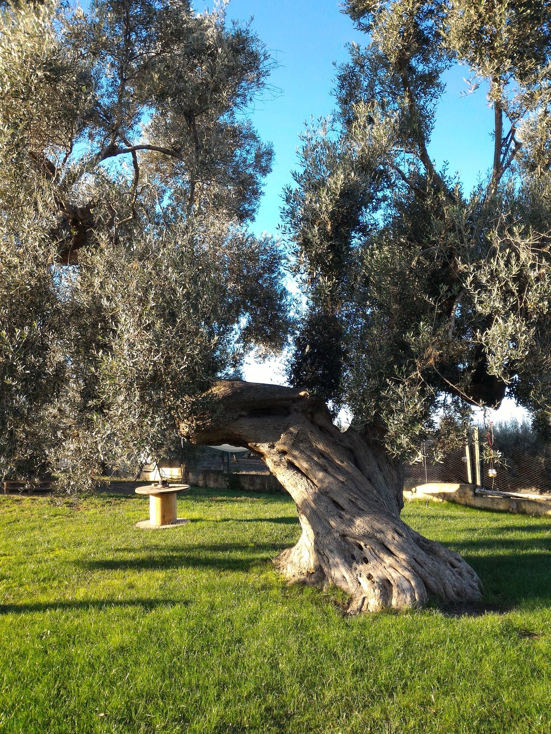 Ulivo nel territorio del Parteolla